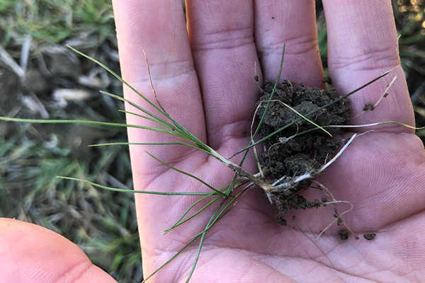 Hånd der holder væselhale plante med hvide rødder